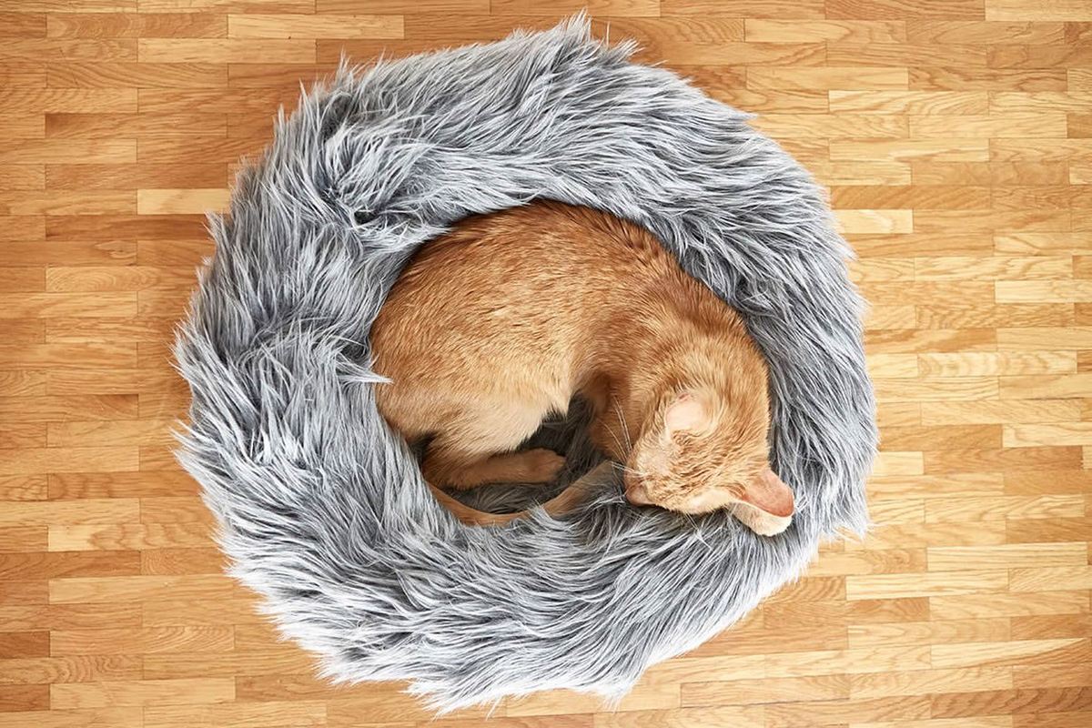 tuft paw cat beds 03