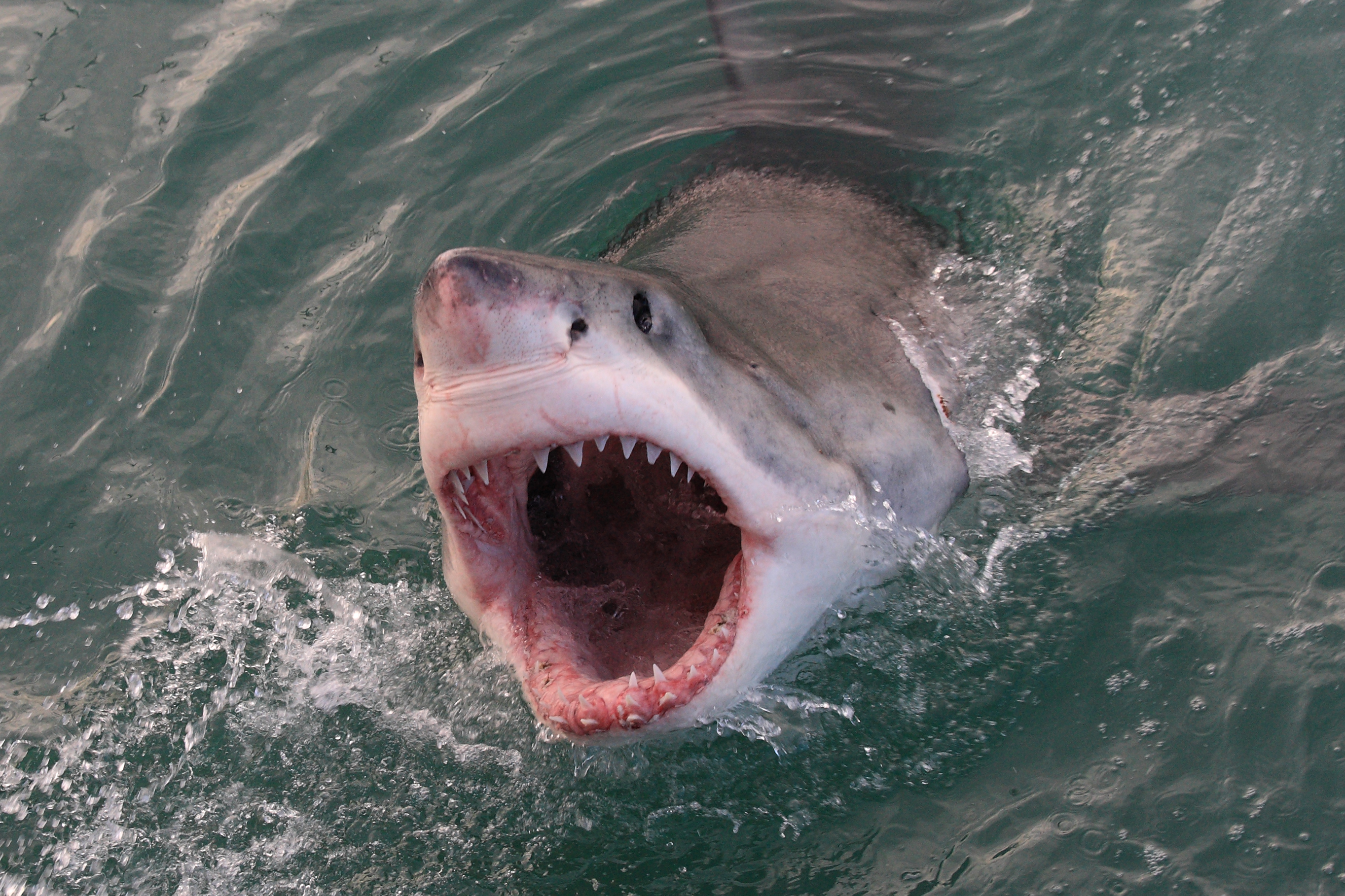 great white shark, Carcharodon carcharias, Gansbaai, South Afric
