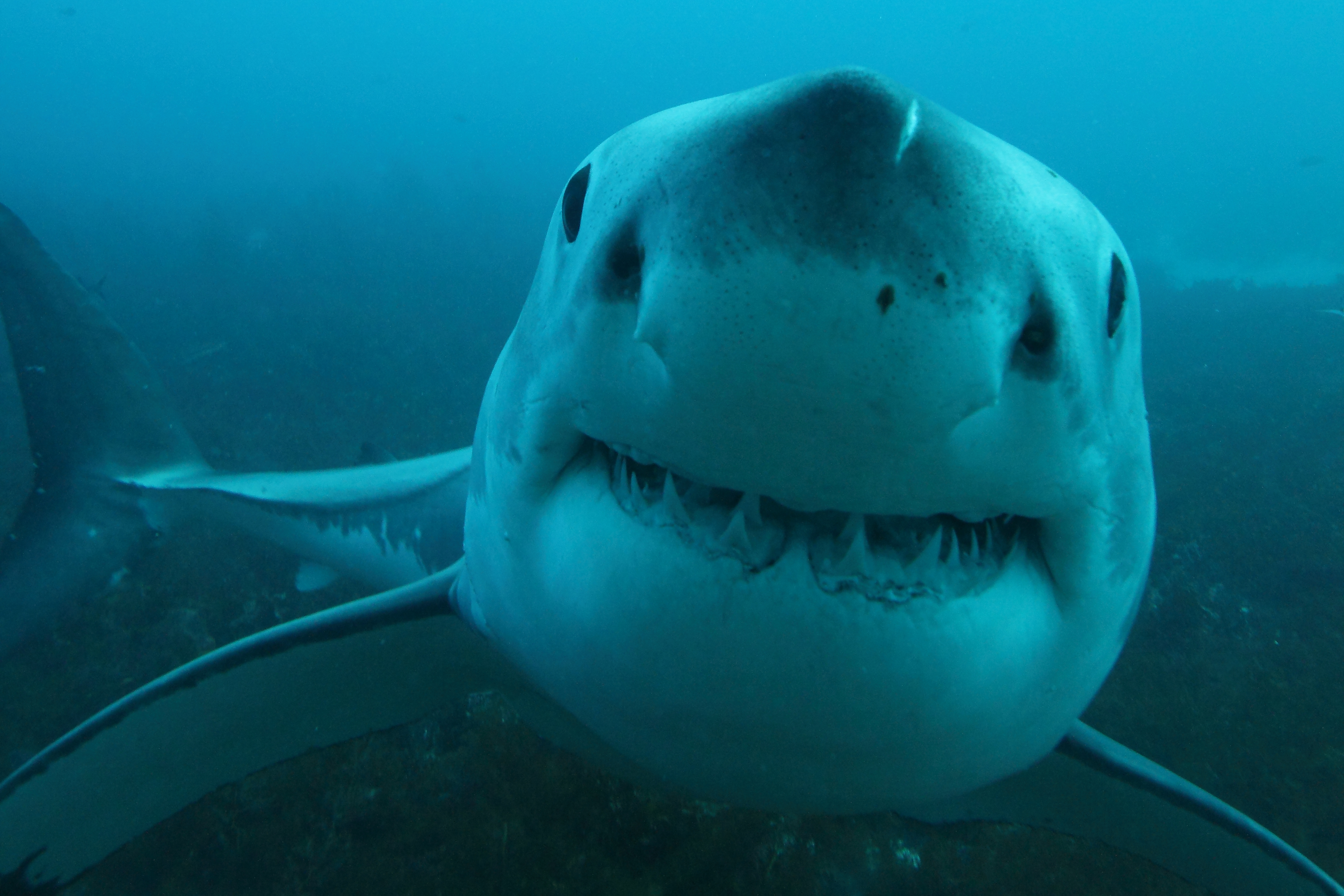 great white shark, Carcharodon carcharias, Neptune Islands, Sout