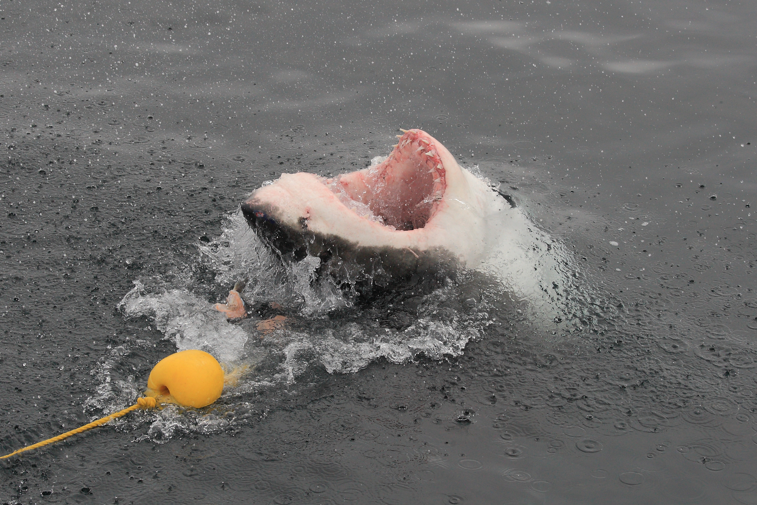 great white shark, Carcharodon carcharias, trying to take the ba