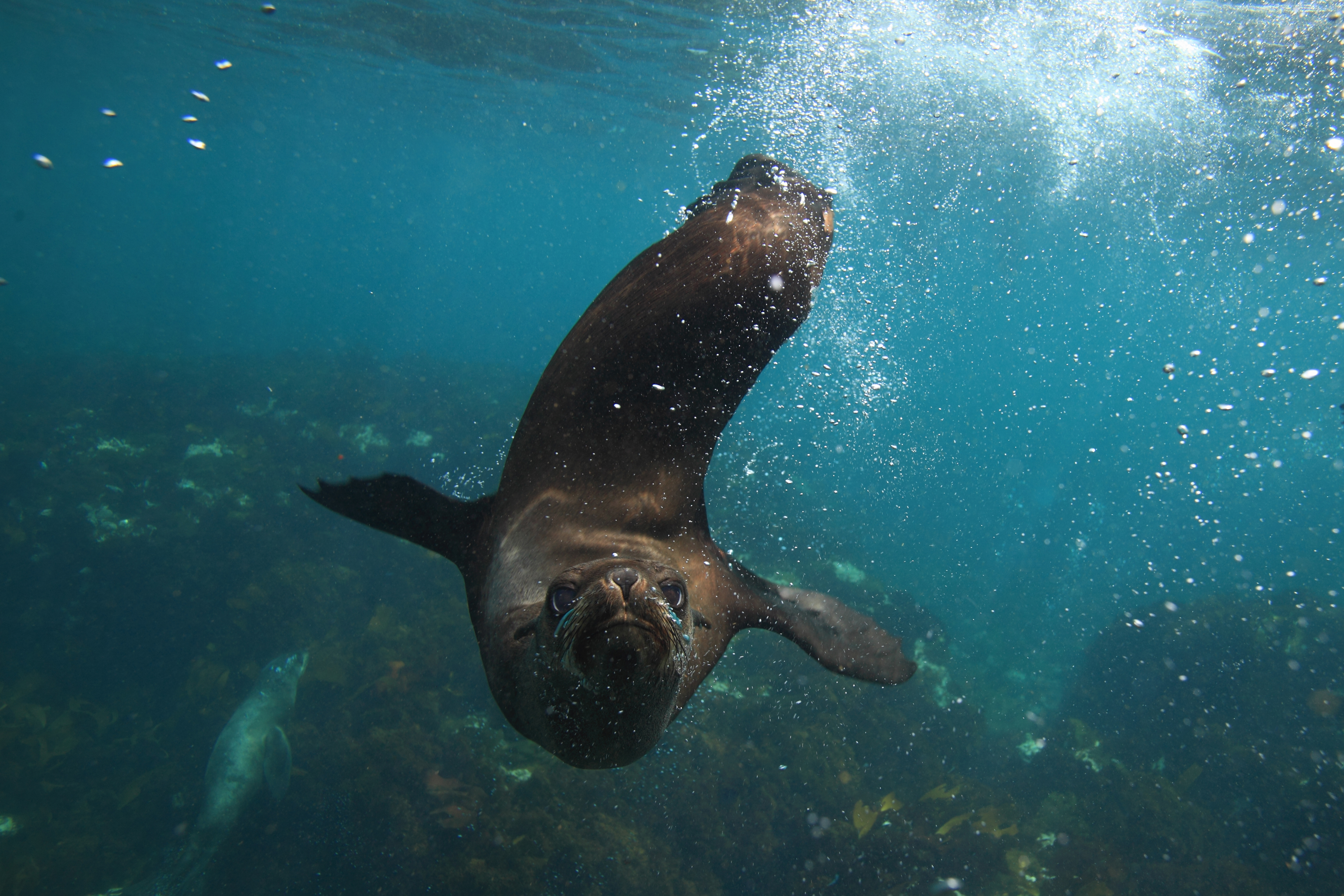 Cape fur seals, Arctocephalus pusillus pusillus, Duiker Island,