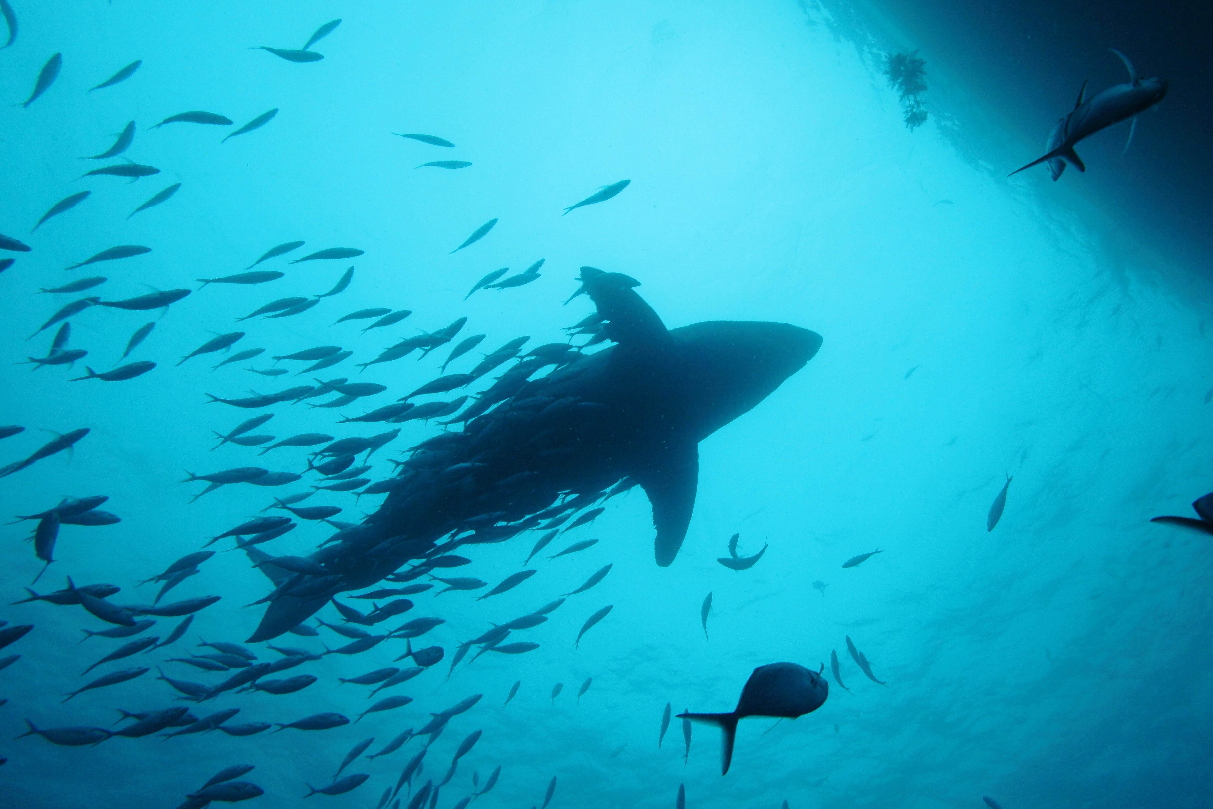 great white shark, Carcharodon carcharias, and silver trevallies