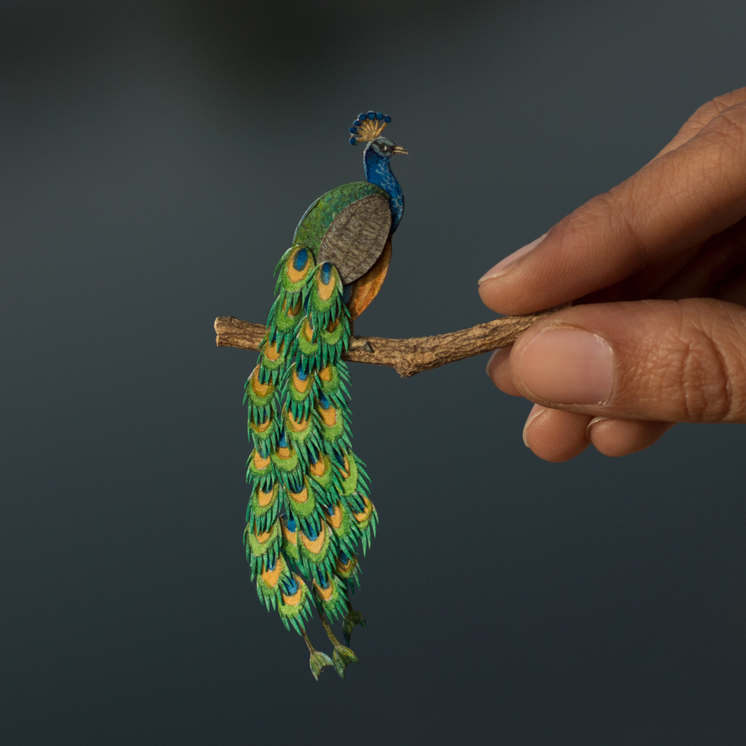 MiniatureIndianPeafowl-768x768@2x