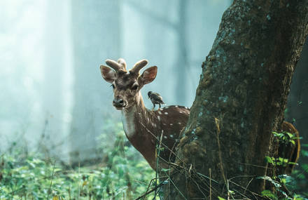Enthralling Visual Spectacles of Landscapes and Wildlife