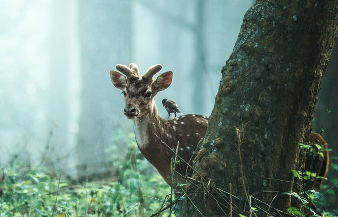 Enthralling Visual Spectacles of Landscapes and Wildlife