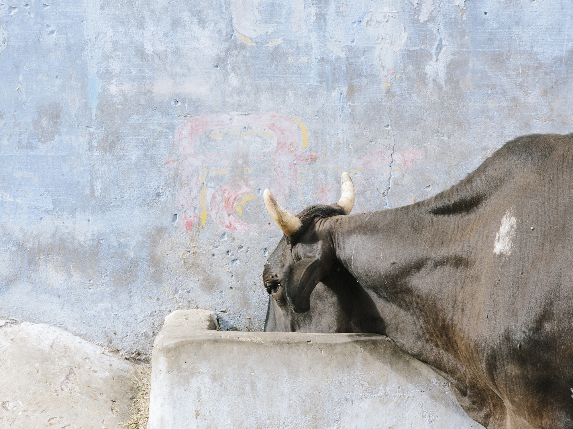 Holy cow in the streets of Jodhpur, India. 2017.