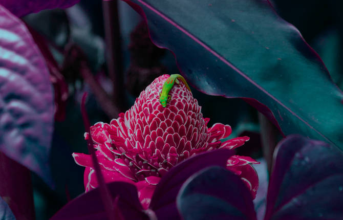 Mischelle Moy&rsquo;s Colorful Pictures Of Hawaï