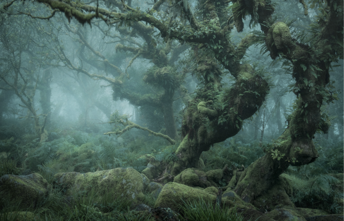 Discover the « Mystical » side of the Woodland, by Neil Burnell