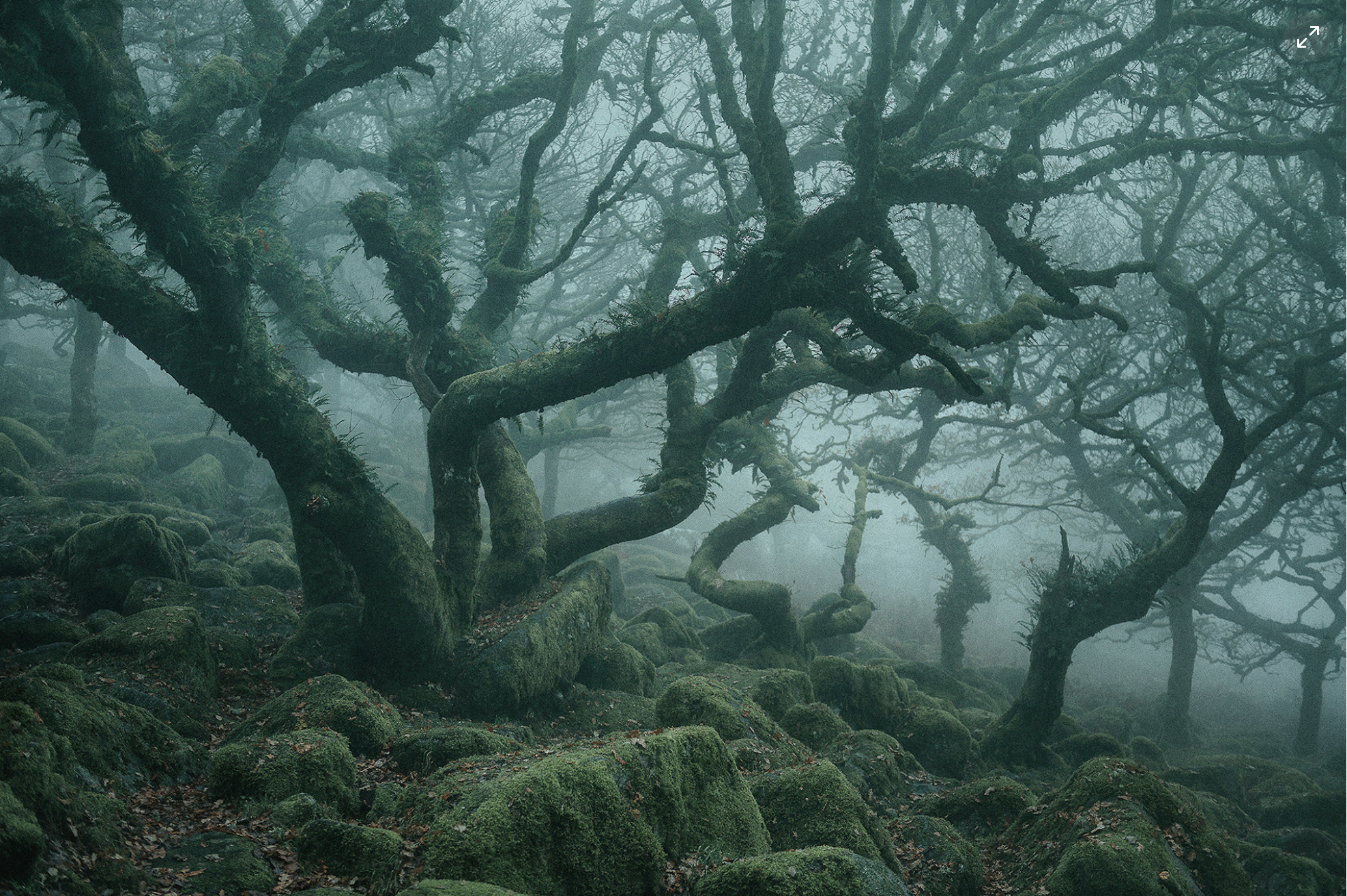 Мистические. Вистманский лес Англия. Ведьмин лес Девон Англия. Лес Уистманс Девон Англия. Нил Бернелл мистический лес.