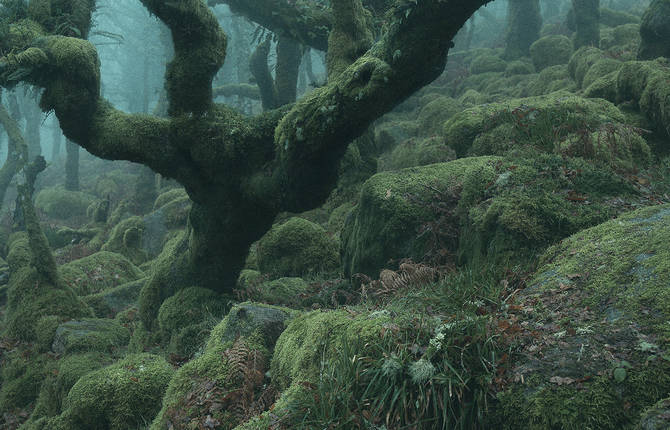 Enduring Beauty of a Mysterious Tolkien-Like Forest