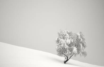 Pierre Pellegrini Captures the Calm Beauty of Winter