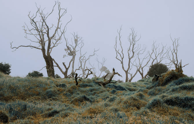 Untouched Wilderness in Cody Cobb’s Landscapes