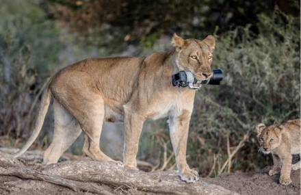 Lioness Steals a Canon DSLR for her Cubs