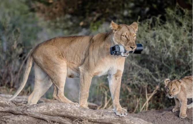 Lioness Steals a Canon DSLR for her Cubs
