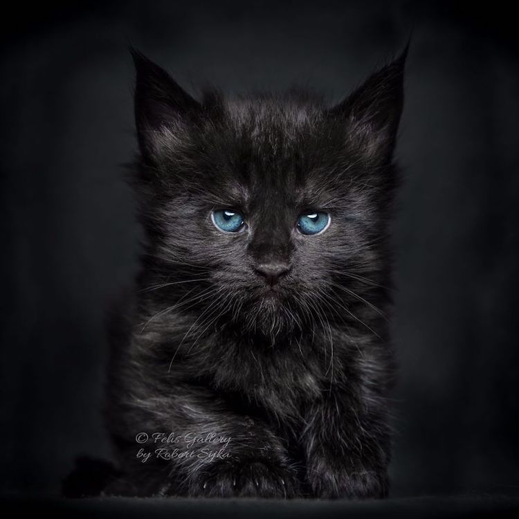 maine-coon-cat-photography-13