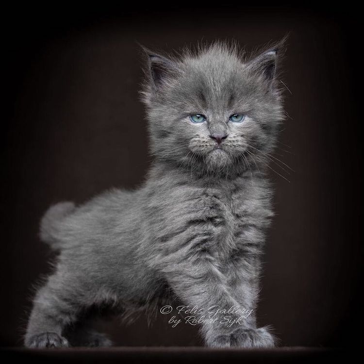 maine-coon-cat-photography-14