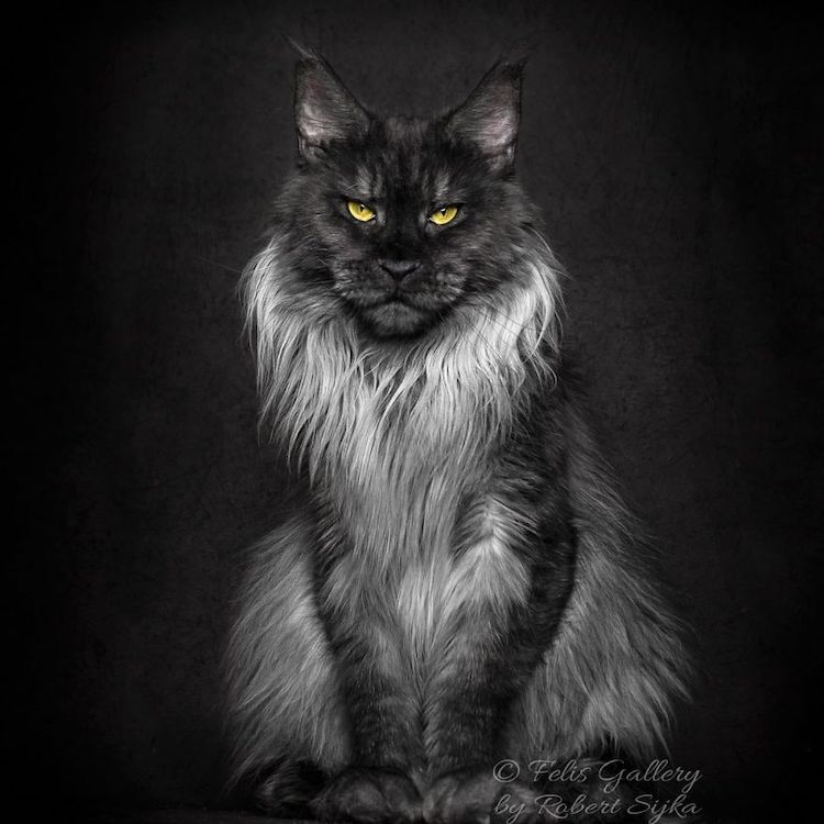 maine-coon-cat-photography-15