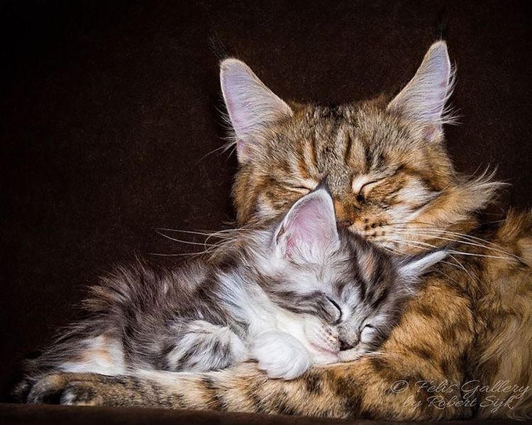 maine-coon-cat-photography-16