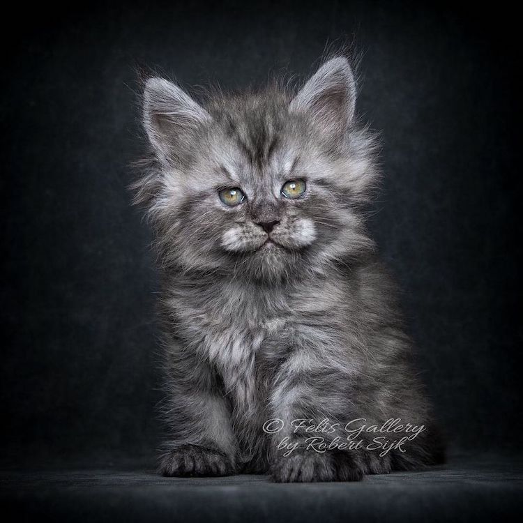 maine-coon-cat-photography-17