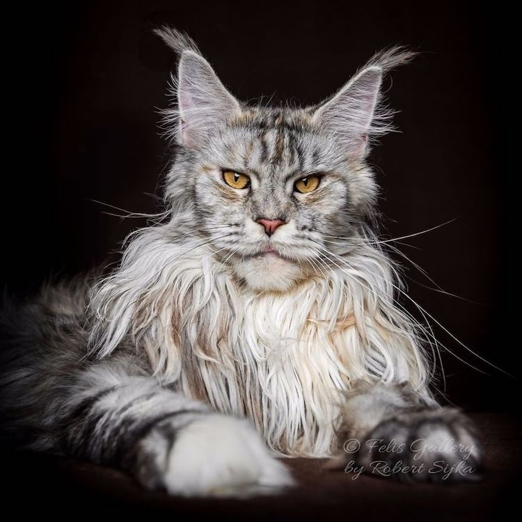 maine-coon-cat-photography-21