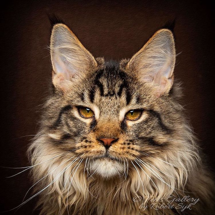 maine-coon-cat-photography-26