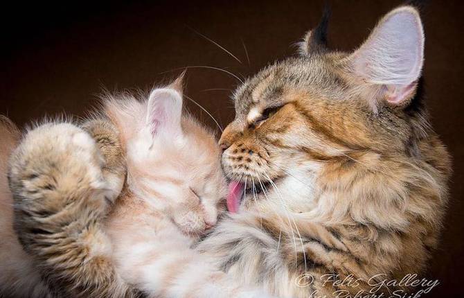A Hommage to Maine Coon Cats
