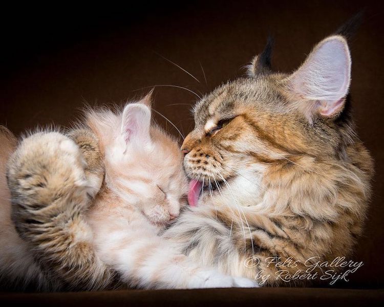 maine-coon-cat-photography-3