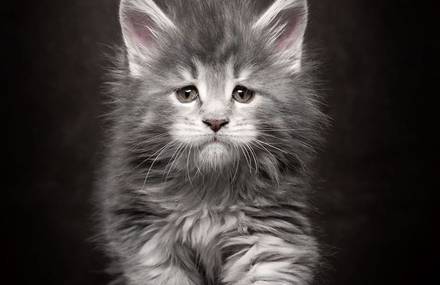 A Hommage to Maine Coon Cats