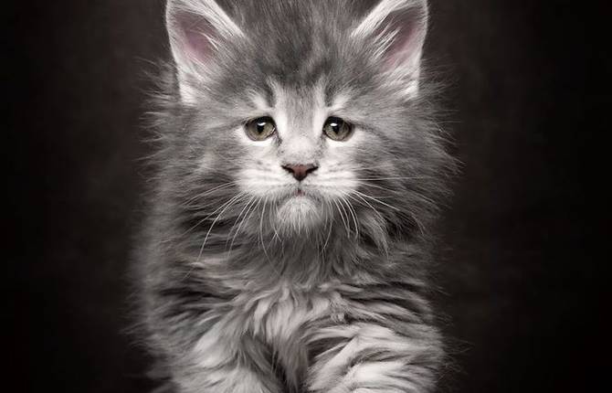 A Hommage to Maine Coon Cats