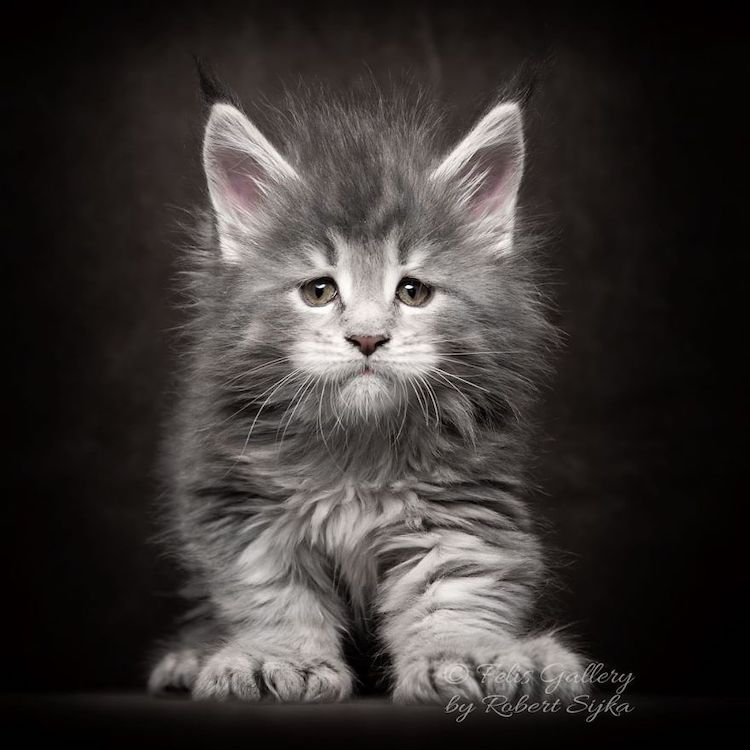 maine-coon-cat-photography-5