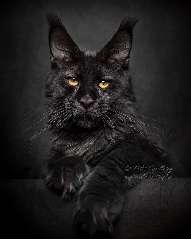 maine-coon-cat-photography-6
