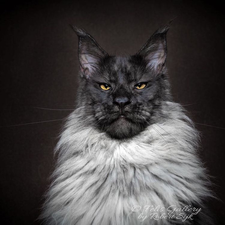 maine-coon-cat-photography-9
