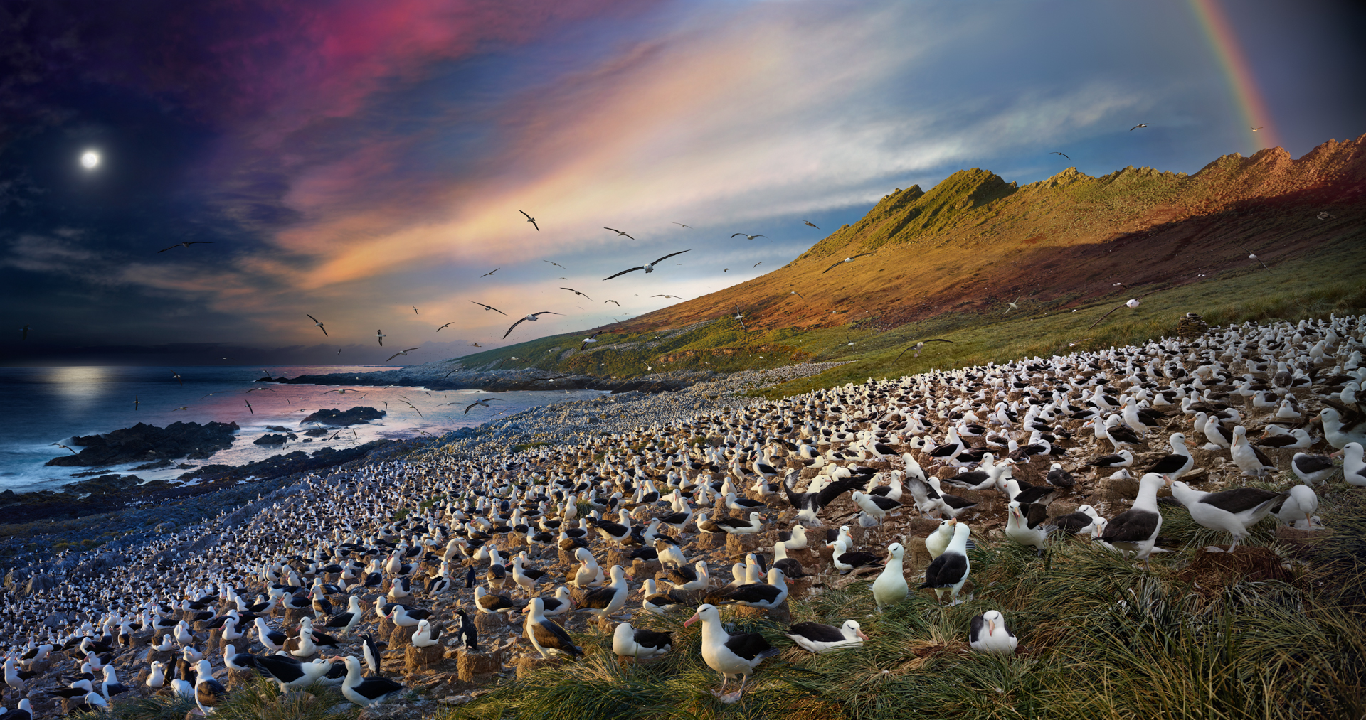 Albatross, Steeple Jason, Falkland Islands, Day to Night™, 2017
