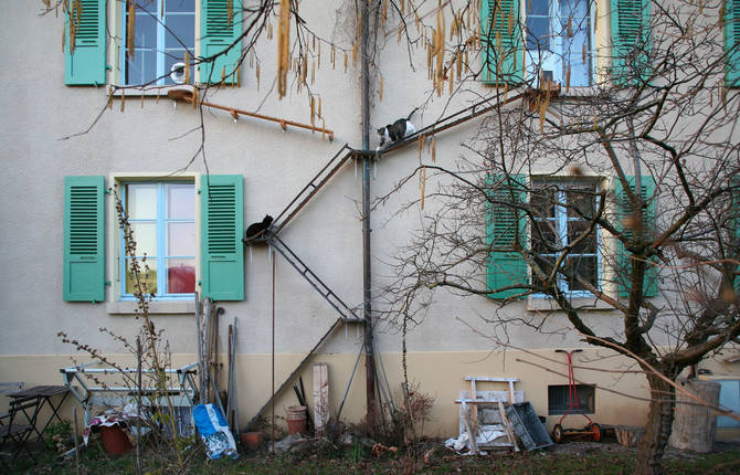 A Story about Cat Ladders in Switzerland