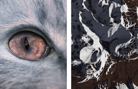 Living Creatures and Nature In Symbiosis