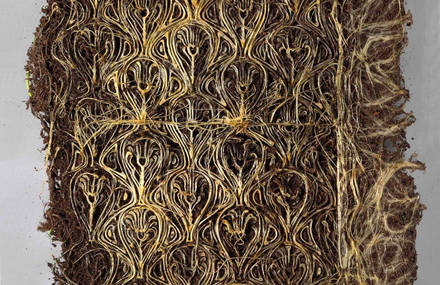 Roots Growing Geometrically