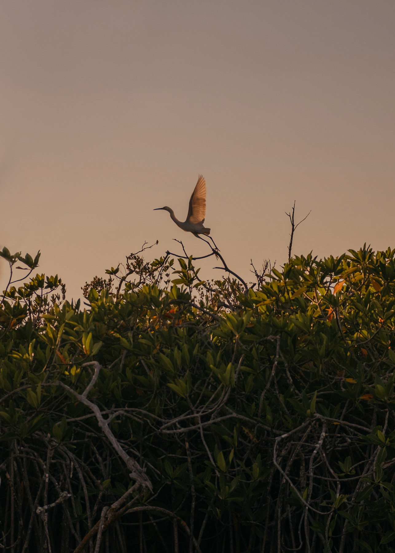 Mexico_Maximilian_Virgili_lowRes_18