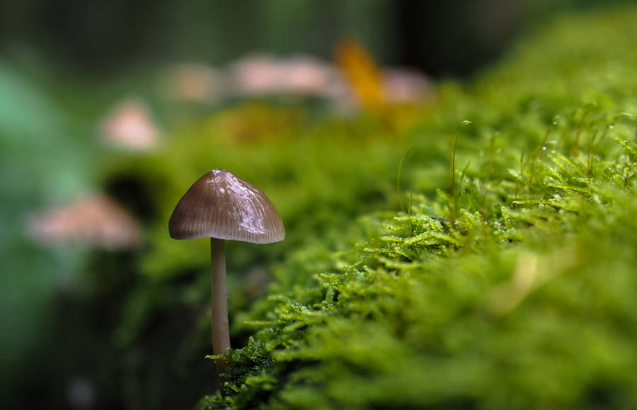 The Beauty of a Rainy Day in the Forest