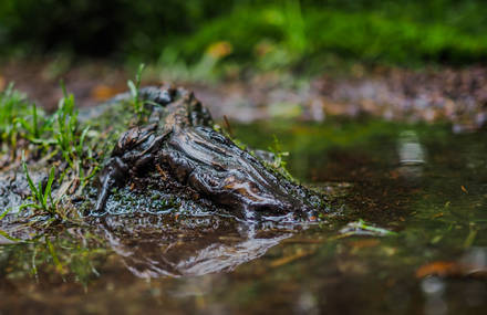 The Beauty of a Rainy Day in the Forest