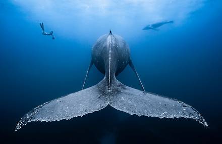 The Underwater Photographer of the Year 2019