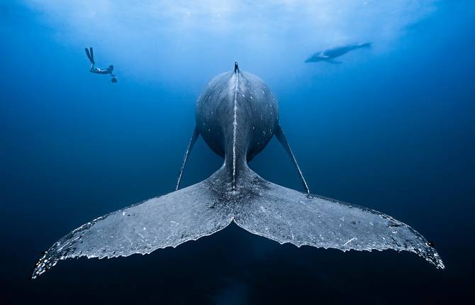 The Underwater Photographer of the Year 2019