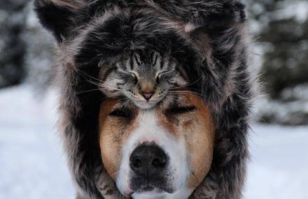 Amazing Dog and Cat Travel Companions
