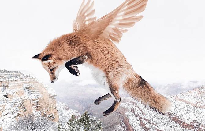 Luisa Azevedo and Her Fairy Animal Photo Manipulations
