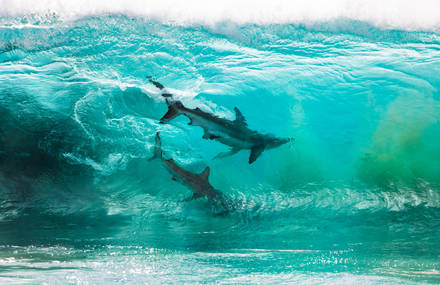 Incredible Pictures of Sharks in the Middle of a Wave