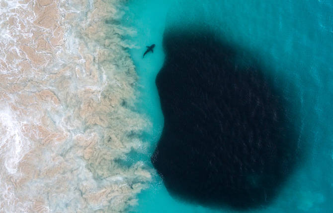 Incredible Pictures of Sharks in the Middle of a Wave