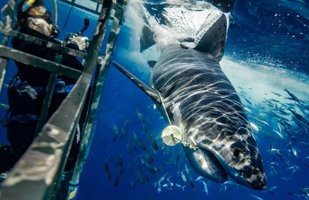 Photographer Shot the Perfect Jaws’ Poster in Real Life