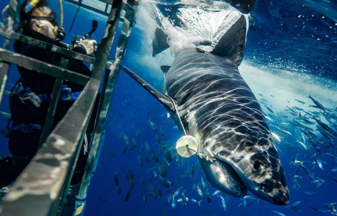 Photographer Shot the Perfect Jaws&rsquo; Poster in Real Life