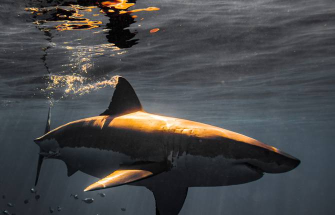 Photographer Shot the Perfect Jaws&rsquo; Poster in Real Life