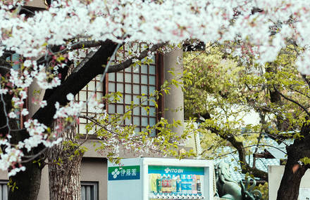 Cherry Blossoms In Japan By Laura Thonne