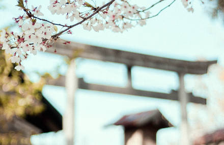 Cherry Blossoms In Japan By Laura Thonne